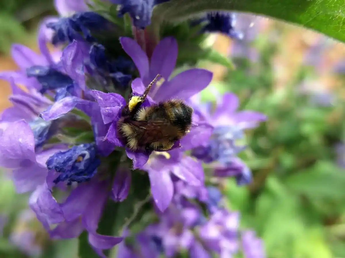 Bee butt up in purple flower by Susan Fluegel